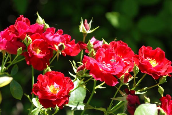 Rose With A Visitor