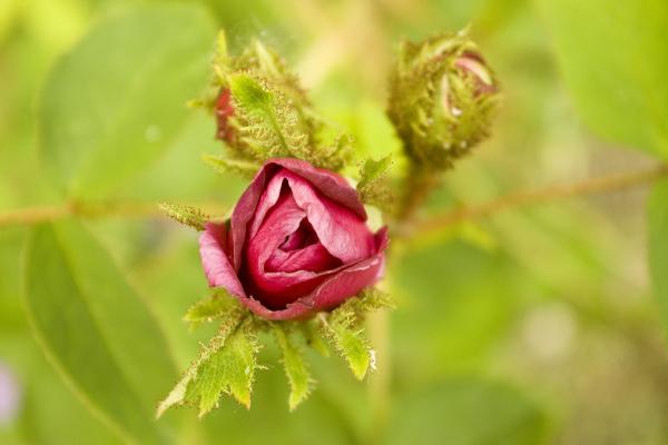 Rosebud