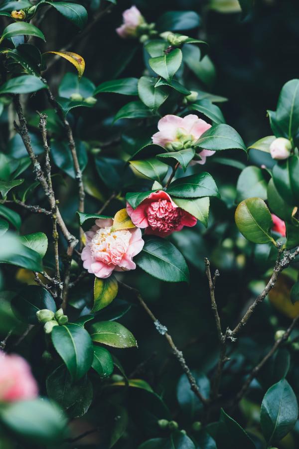 Roses