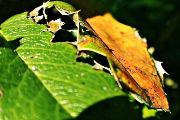 Rotten leaf