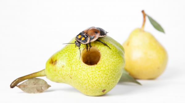 worms in pear