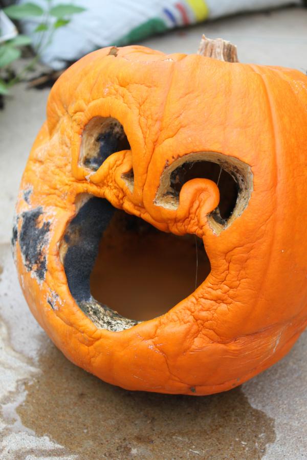 Rotten pumpkin