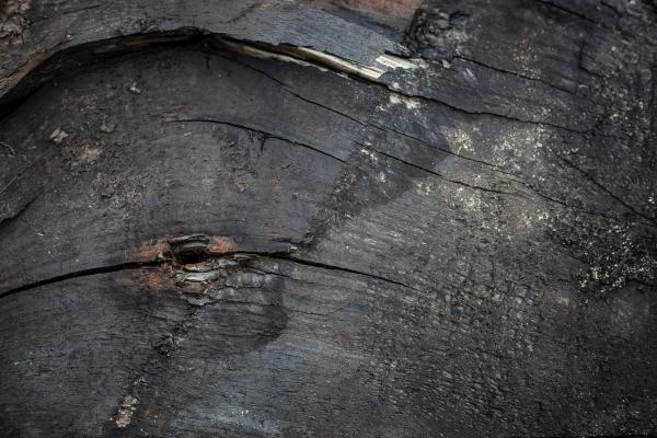 Rotten Wood Texture