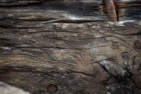 Rotten Wood Texture