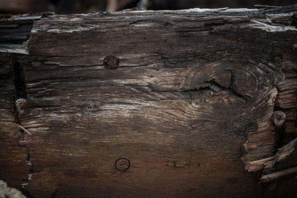 Rotten Wood Texture