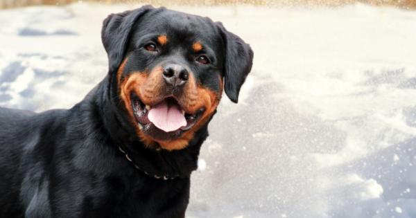 Rottweiler