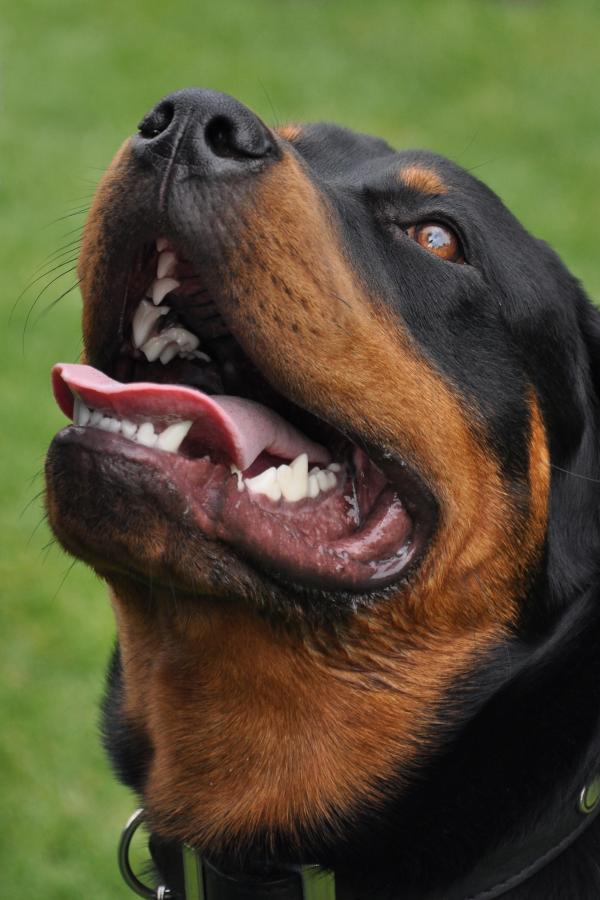 Rottweiler dog in park