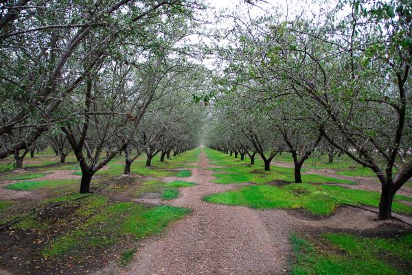Row of Trees in Green