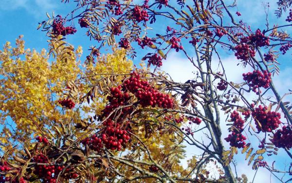 Rowan