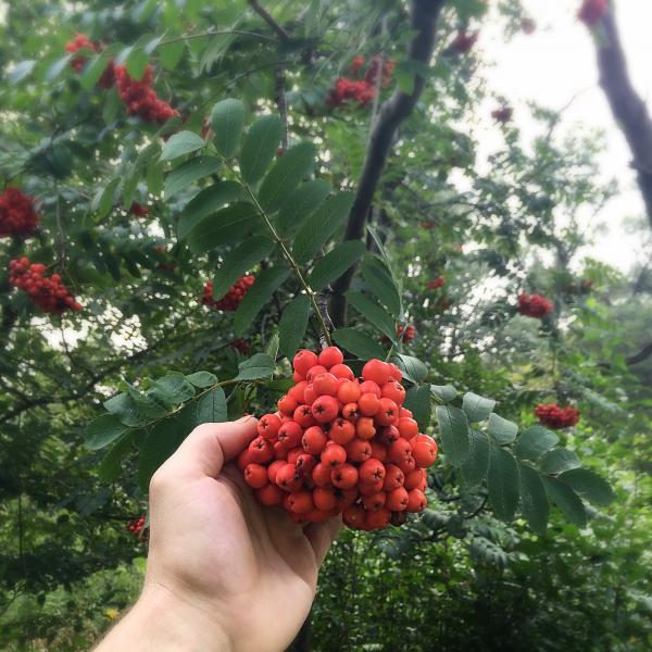 Rowan Berry