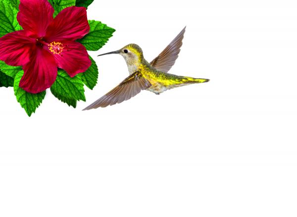 Ruby-throated hummingbird hovering