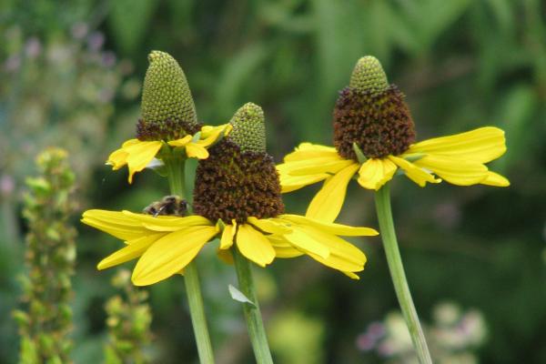Rudbeckia