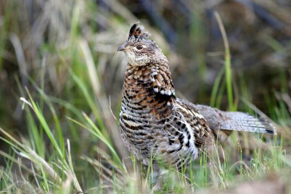 Ruffled Grouse