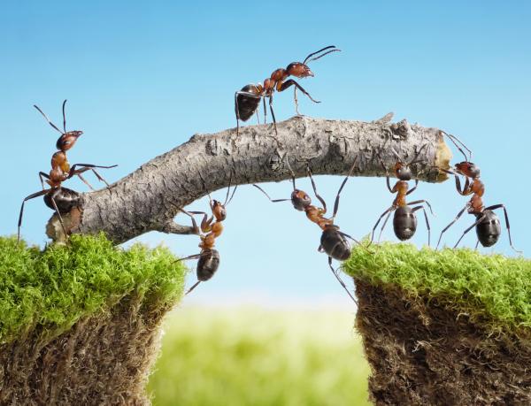 Running Ants