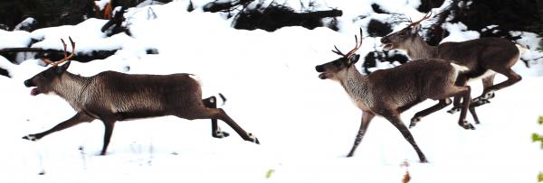 Running Caribou