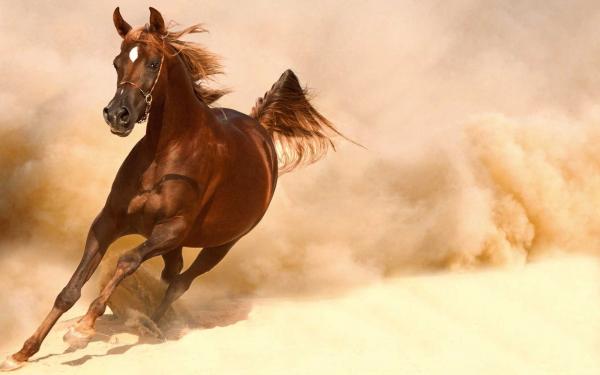 Running Horse