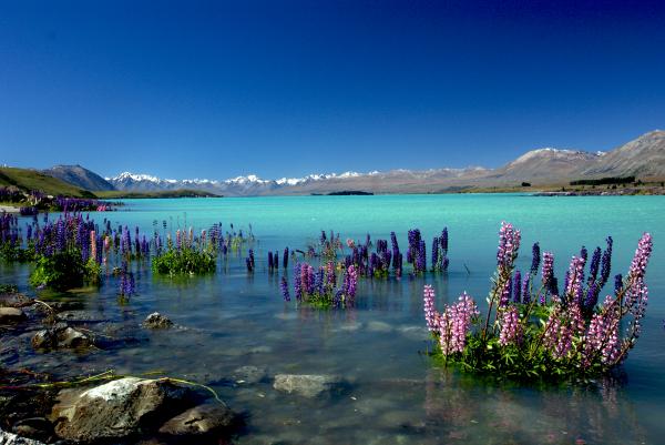 Russell Lupins in Lake Tekapo.NZ