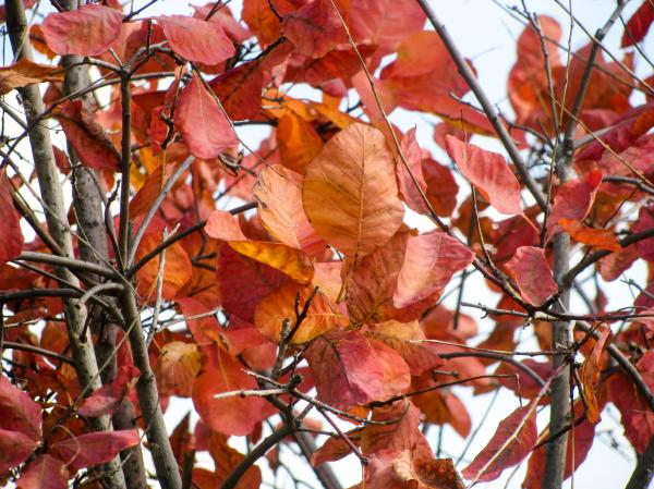 Rust Colored Tree Leaves on Branches