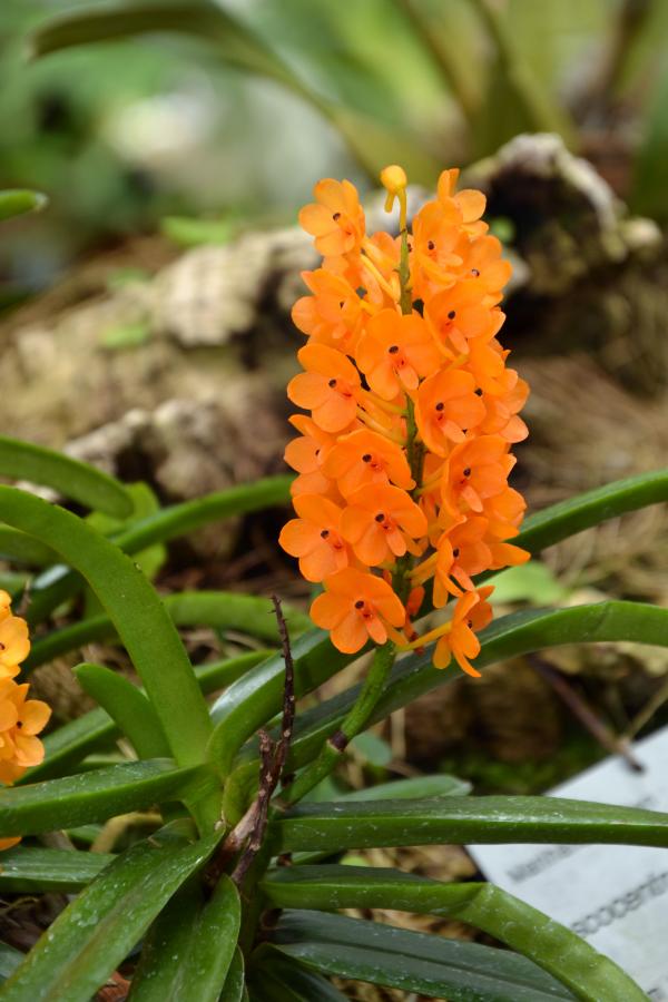 Rust-red Ascocentrum