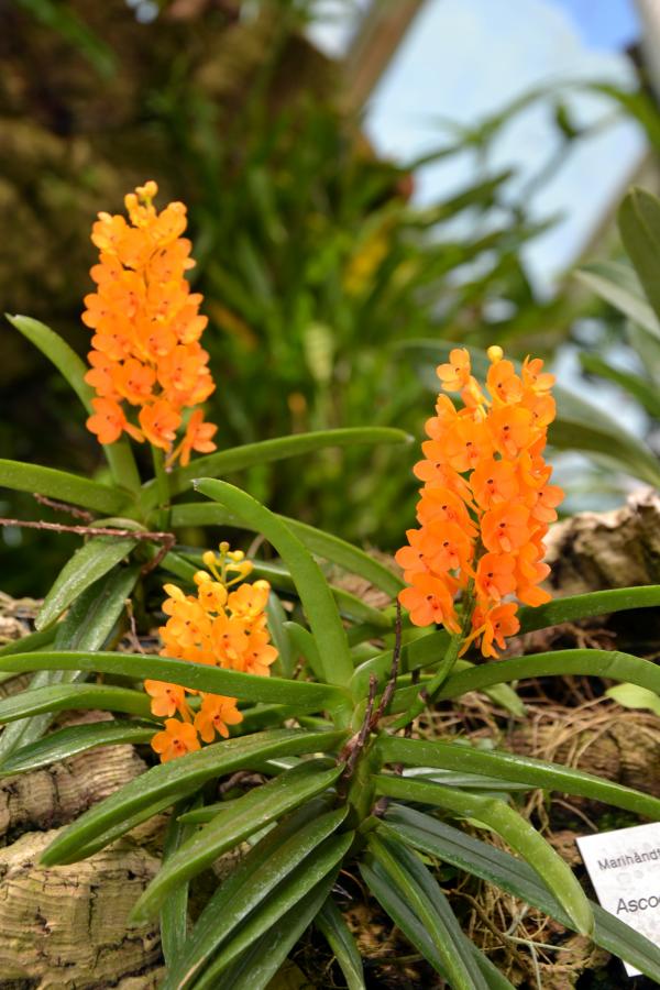 Rust-red Ascocentrum