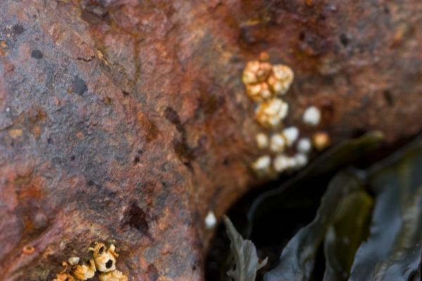 Rusted metal