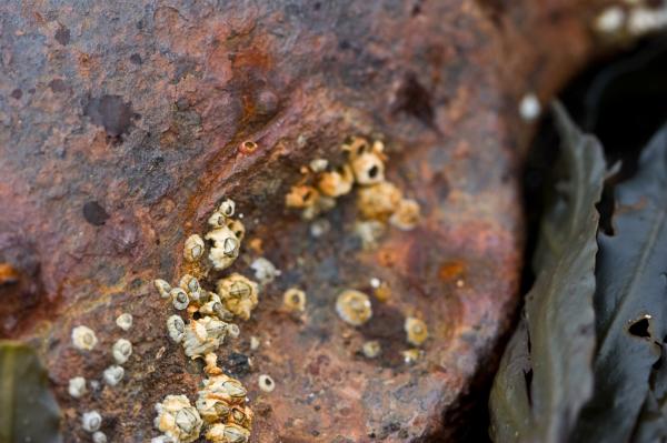 Rusted metal