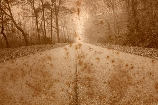 Rustic Forest Road