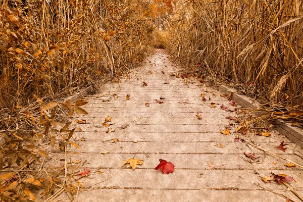 Rustic Marsh Boardwalk