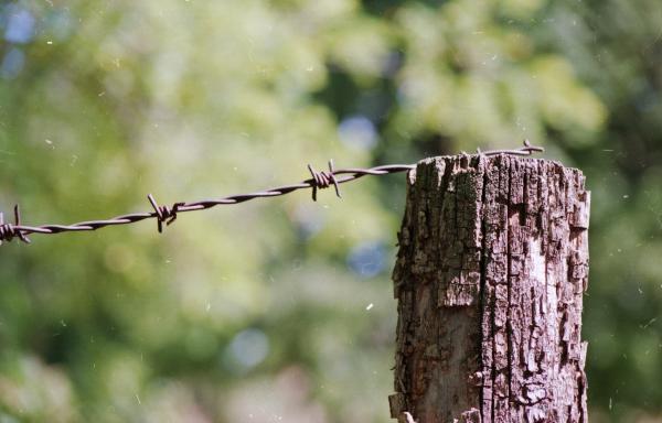 Rusty barbed wire
