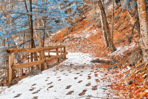 Sabbaday Winter Forest Trail - Amber Sapphire Fantasy HDR