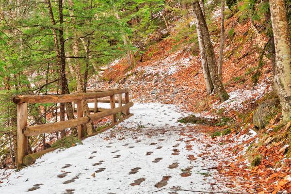 Sabbaday Winter Forest Trail - HDR