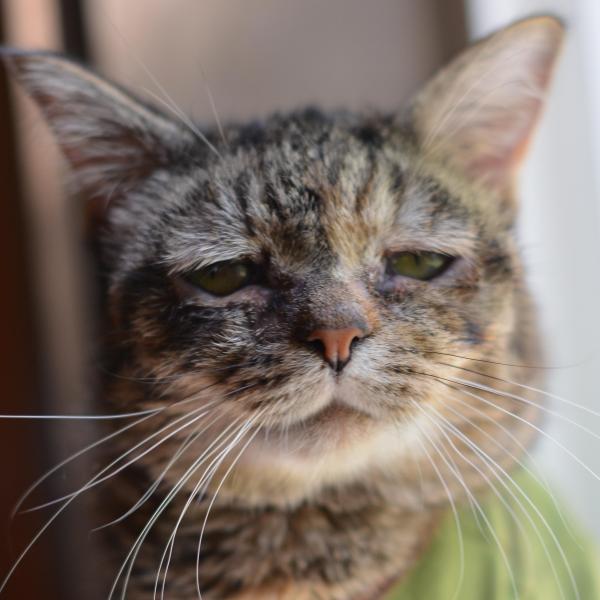 Sad Cat