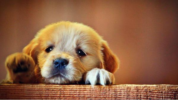 Sad Puppy