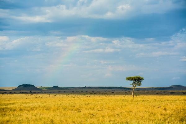 Safari Plains