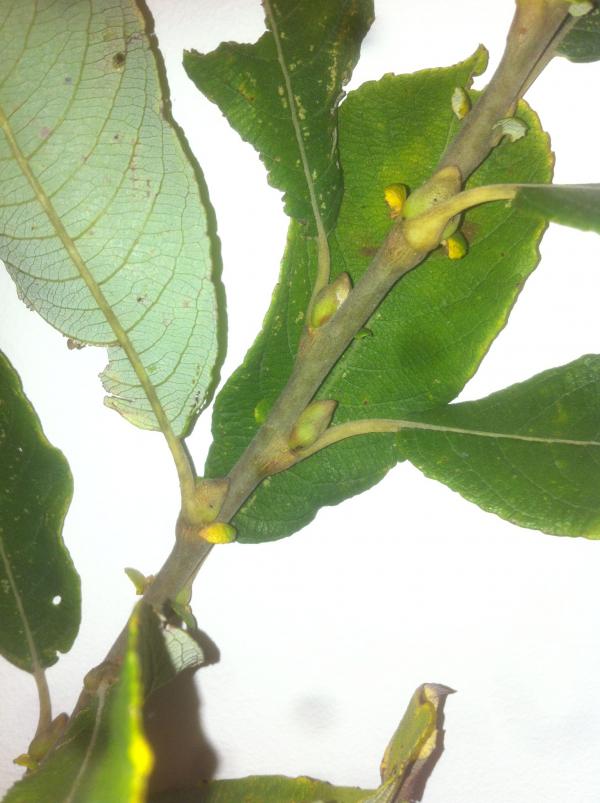 Salicaceae 2