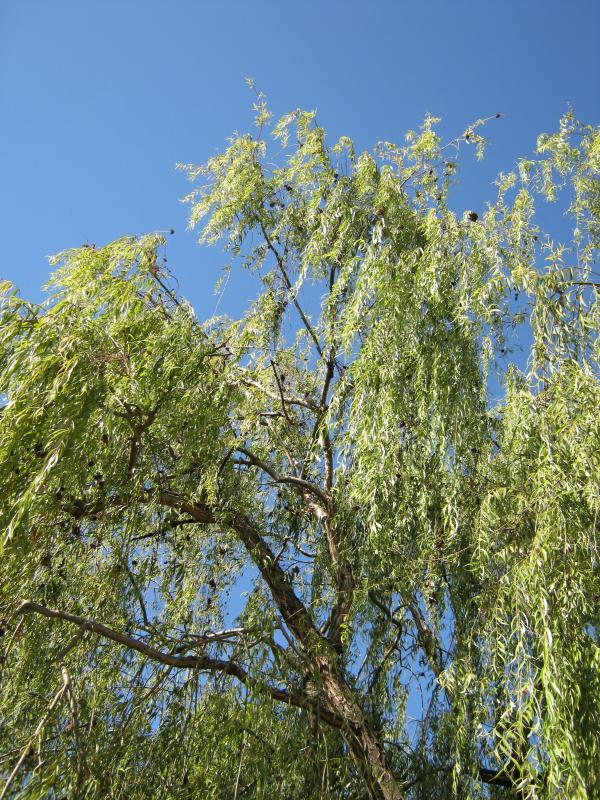Salicaceae