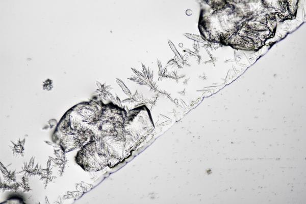Salt under the Microscope