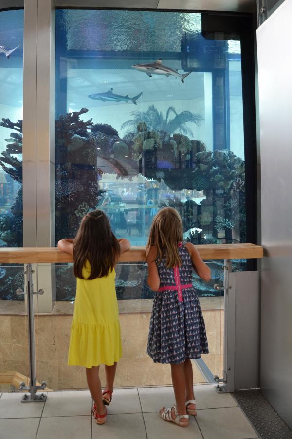 Saltwater aquarium