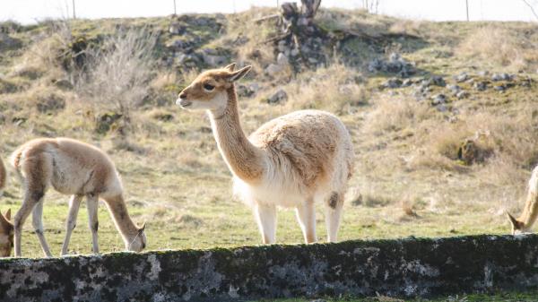 Salut du Vigogne du Jardin Zoologique de Besançon