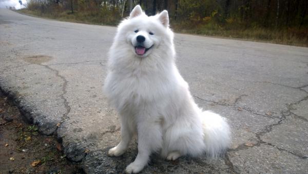 Samoyed Dog