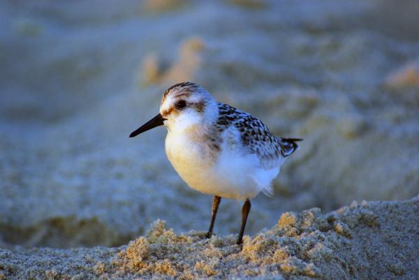 Sandpiper