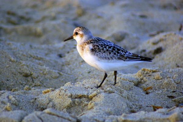 Sandpiper
