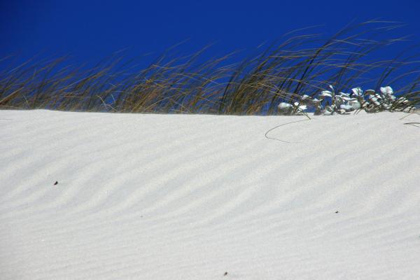 Sandy beach with green plants