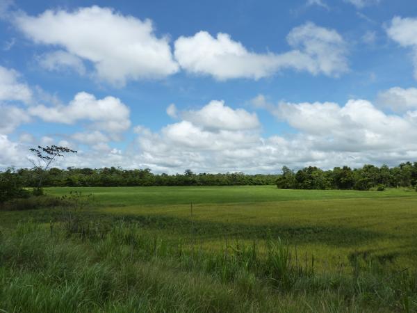 Santa Cruz - La Amazonia