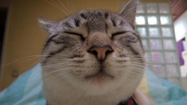 Satisfied Cat