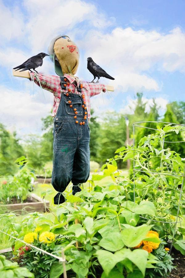 Scare Crow