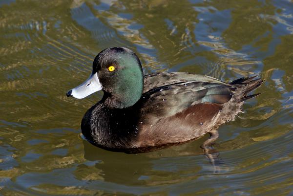 Scaup NZ (Aythya novaeseelandiae)
