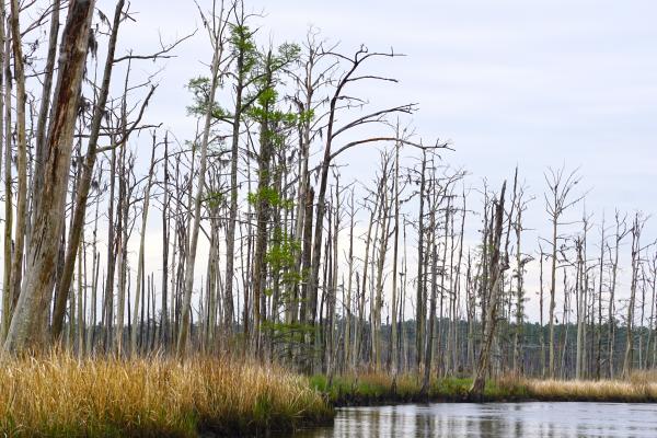 Scene brunswick nature park ncwetlands KG (52)
