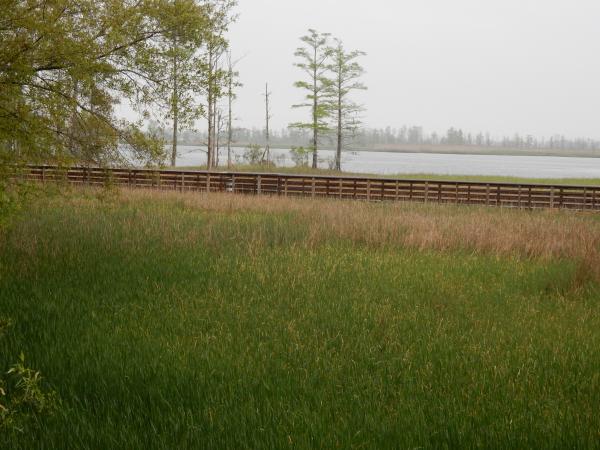 Scene Brunswick Riverwalk park ncwetlands KG (4)