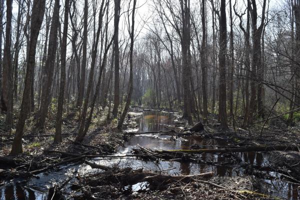 Scene hubert by-pass park AM (15)